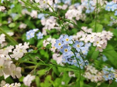Myosotis