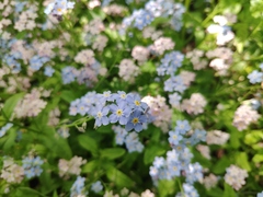 Myosotis
