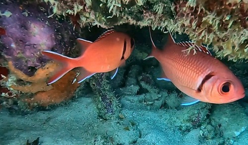 Myripristis observed 2026-10-23