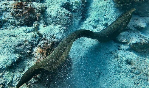 Conger observed 2026-10-23