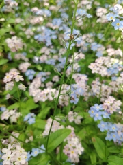 Myosotis