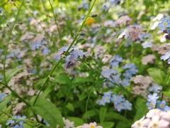 Myosotis