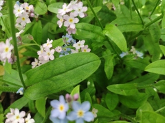 Myosotis