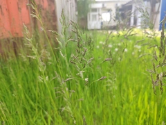 Poa pratensis