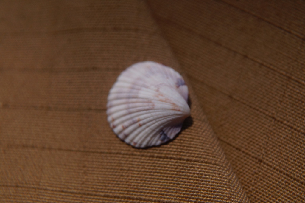 Tucetona bicolor