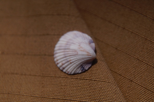 Tucetona bicolor