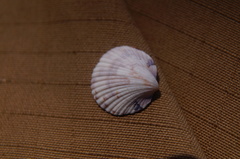 Tucetona multicostata