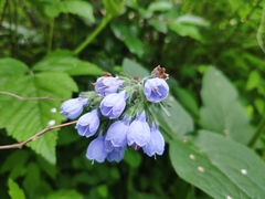 Symphytum caucasicum