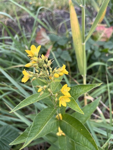 Lysimachia vulgaris, 2026-10-24