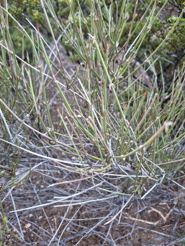 Ephedra observed 2026-10-24
