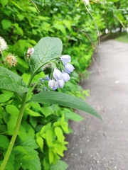 Symphytum caucasicum