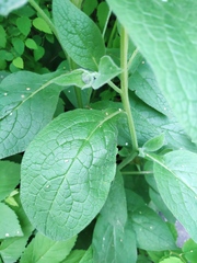 Symphytum caucasicum