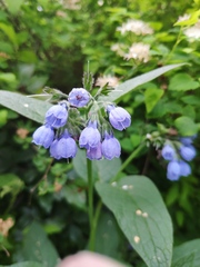 Symphytum caucasicum