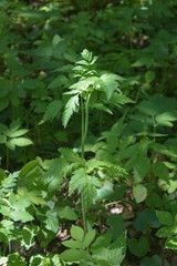 Conioselinum tataricum