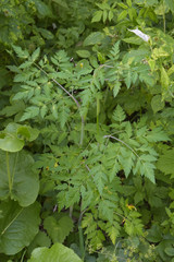 Conioselinum tataricum