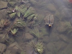 Mauremys japonica