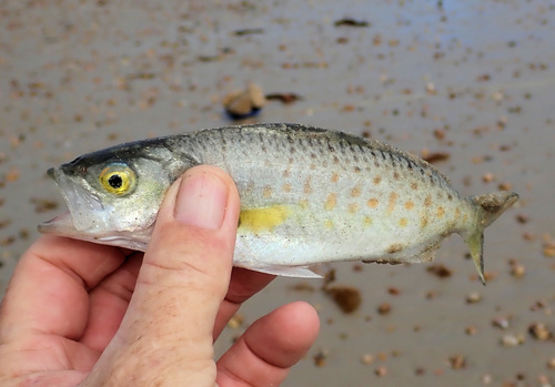 Australian salmon (Arripis truttacea) — Arripidae — 2