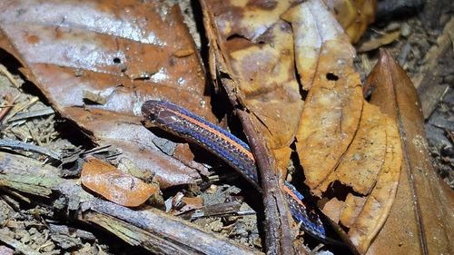 Calliophis intestinalis observed 2026-10-24