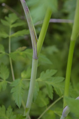 Conioselinum tataricum