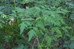 Conioselinum tataricum