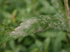 Podosphaera spiraeae