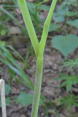 Conioselinum tataricum