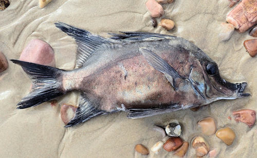 Boarfish (Pentaceropsis recurvirostris) — Pentacerotidae — 2