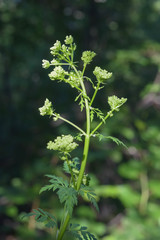 Conioselinum tataricum