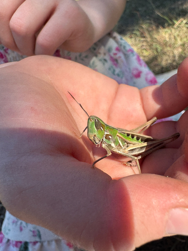 Admirable Grasshopper