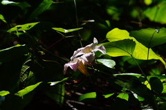 Amphilophium