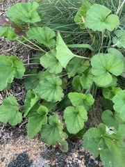 Pelargonium australe