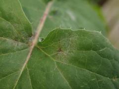 Golovinomyces sonchicola