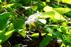 Amphilophium