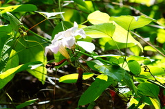 Amphilophium