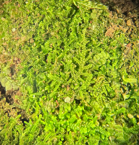 Lepidozia observed 2026-10-23