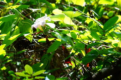 Amphilophium