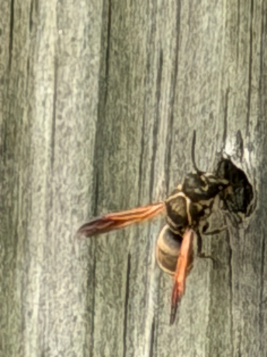 Pachodynerus nasidens observed 2026-10-24