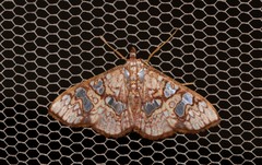 Glyphodes canthusalis