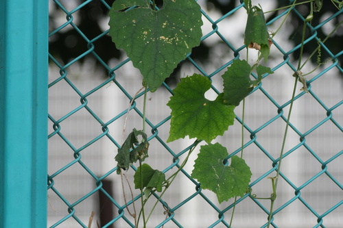 Trichosanthes observed 2026-10-23