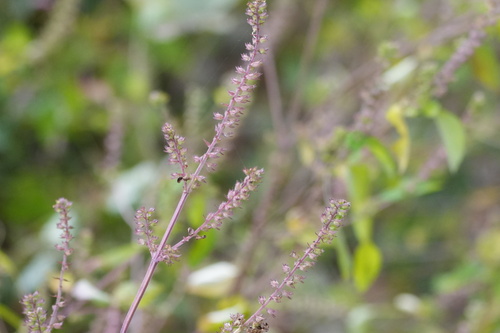 Mosla scabra observed 2026-10-23