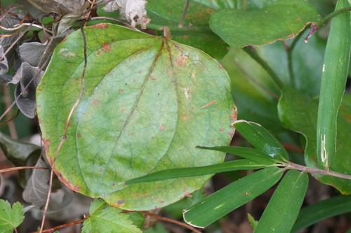 China root (Smilax china)