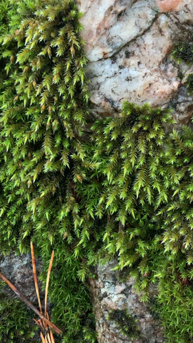 Hedwigia ciliata observed 2026-10-24