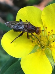 Hammerschmidtia rufa