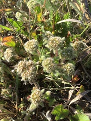 Chorizanthe howellii