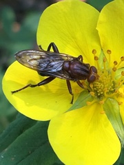 Hammerschmidtia rufa