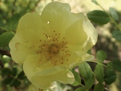 Rosa hugonis