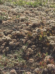 Chorizanthe howellii