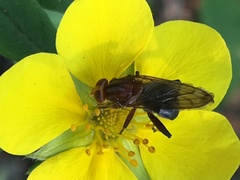 Hammerschmidtia rufa