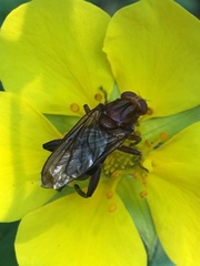 Hammerschmidtia rufa