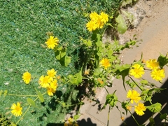 Crepidiastrum sonchifolium